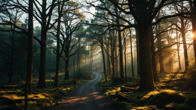 Der Wald als Wirtschaftsfaktor: Forstwirtschaft in Schieder-Schwalenberg