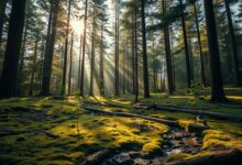 Waldumbau in Nordlippe – Wie Forstbetriebe auf Klimaextreme reagieren